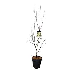 Acer pal. 'Osakazuki'