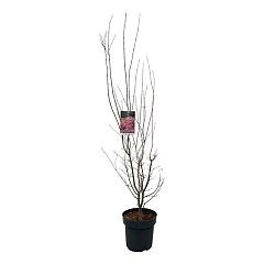 Acer pal. 'Skeeter's Broom'