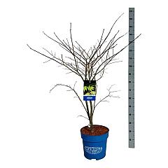 Acer pseudosieboldianum 'Arctic Jade'®