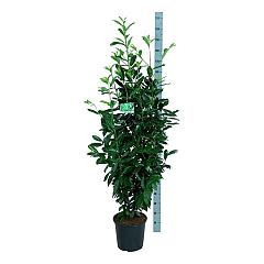 Prunus l. 'Genolia'(R)