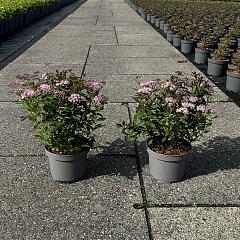 Spiraea japonica 'Rick Star'
