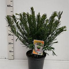 Cephalotaxus h. 'Duke Gardens'