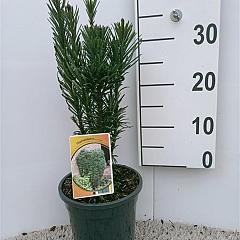 Cephalotaxus h. 'Fastigiata'