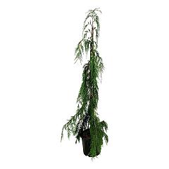Chamaecyparis n. 'Moonshot'