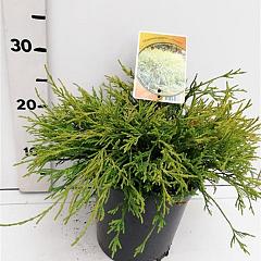 Chamaecyparis p. 'Sungold'