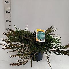 Juniperus hor. 'Prince of Wales'