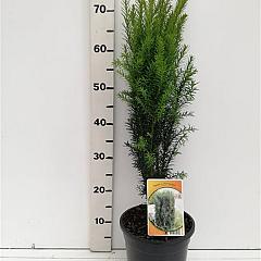 Taxus b. 'Overeynderi'