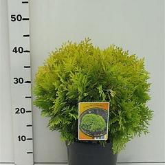 Thuja occ. 'Anna's Magic Ball'