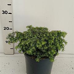 Tsuga can. 'Nana'