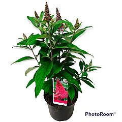 Buddleja d. 'Butterfly Candy Little Ruby'