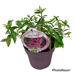 Buddleja d. 'Free Petite Tutti Frutti' ®