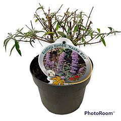 Buddleja d. 'Nanho Blue'