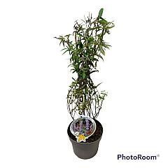 Buddleja d. 'Nanho Blue'