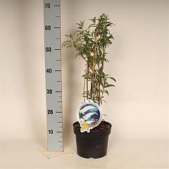 Buddleja d. 'White Profusion'