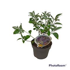 Buddleja 'Lochinch'