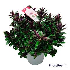 Hebe 'Vinoa Purple'