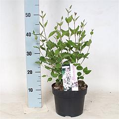 Syringa 'Flowerfest White'