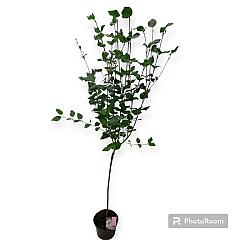 Syringa 'Flowerfest White'