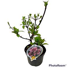 Viburnum bodn. 'Charles Lamont'