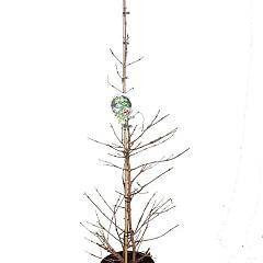 Viburnum plic. Kilimandjaro