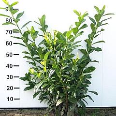 Prunus l. 'Novita'