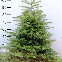 Abies koreana