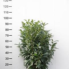 Prunus l. 'Genolia'(R)