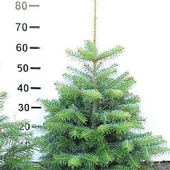 Abies nordmanniana