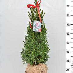 Picea glauca 'Conica'
