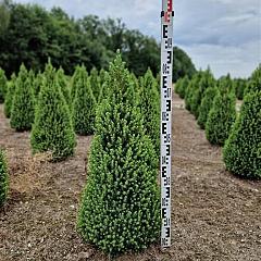Picea glauca 'Perfecta'
