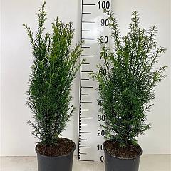 Taxus baccata