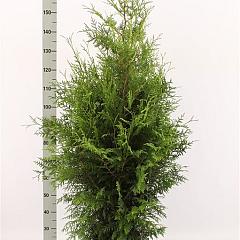 Thuja occ. 'Brabant'