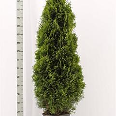 Thuja occ. 'Smaragd'