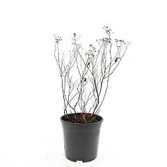 Spiraea japonica 'Anthony Waterer'