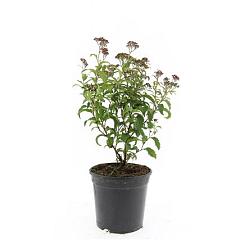Spiraea japonica 'Crispa'