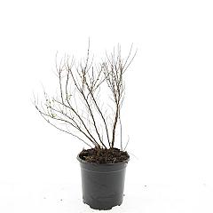 Spiraea thunbergii