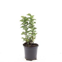 Spiraea densiflora