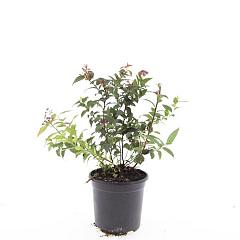Spiraea japonica 'Froebelii'