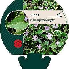 Vinca minor 'Argenteovariegata'