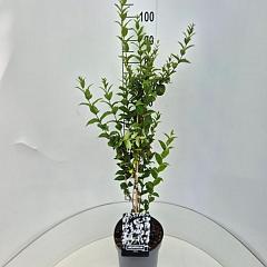 Abeliophyllum distichum