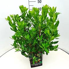 Arbutus unedo 'Compacta'