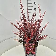Berberis thunb. 'Rose Glow'