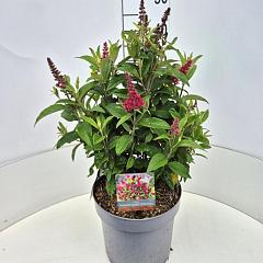 Buddleja d. 'Butterfly Candy Little Ruby'