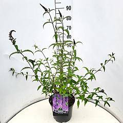 Buddleja d. 'Ile de France'