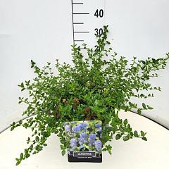 Ceanothus thyrs. repens