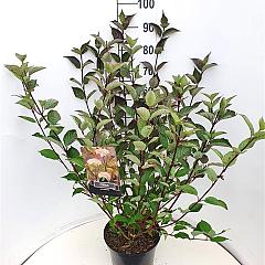 Cornus alba 'Kesselringii'