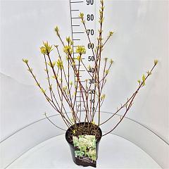 Cornus alba 'Sibirica Variegata'