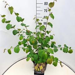 Corylopsis sin. 'Spring Purple'