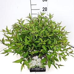 Deutzia gracilis 'Nikko'