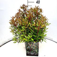 Drimys lanceolata